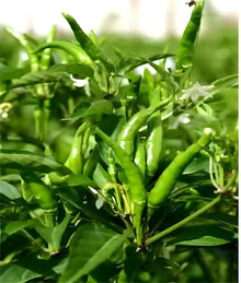 Capsicum Chili Pepper Capsicum annuum for planting in vegetable patch