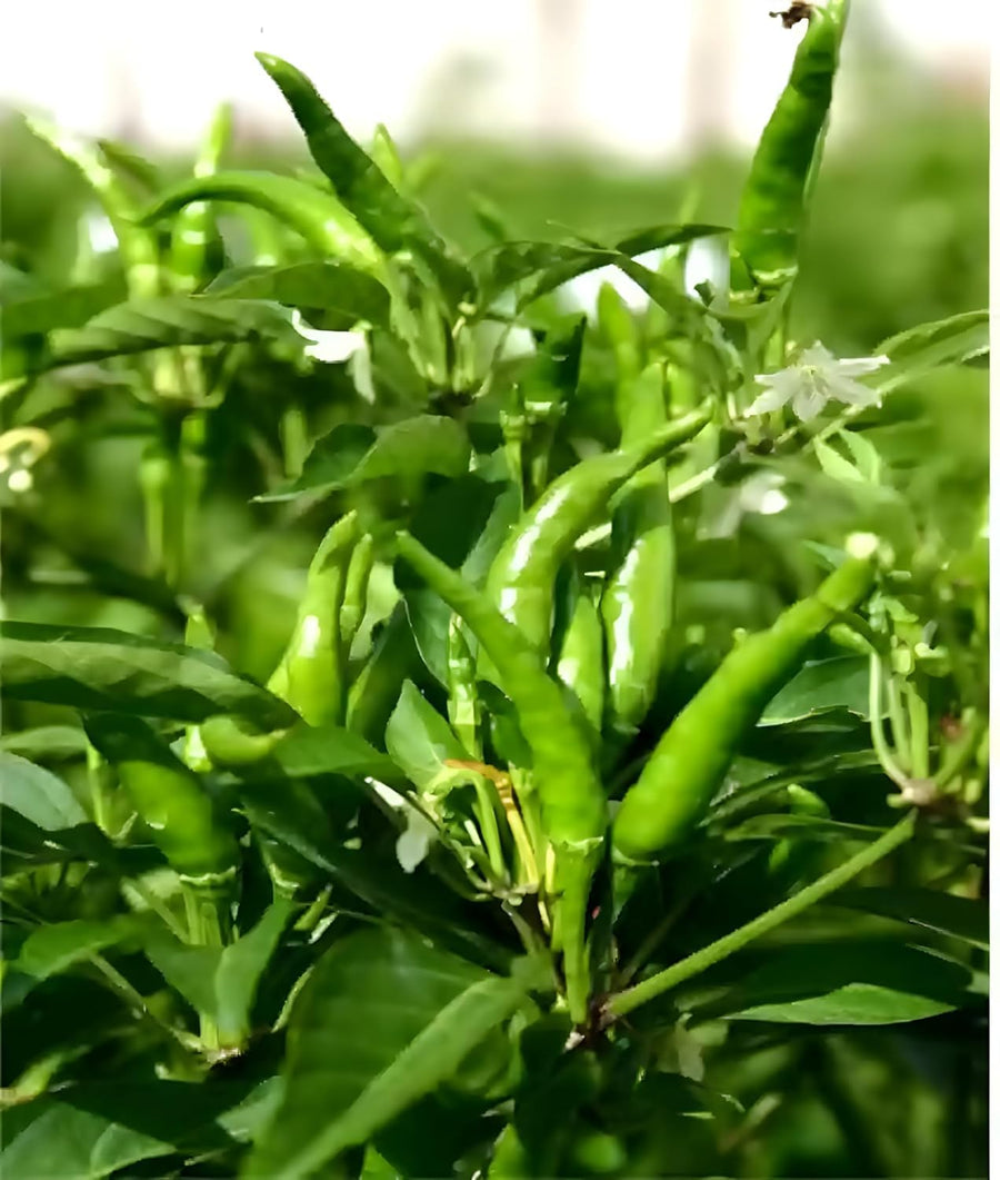 Capsicum Chili Pepper Capsicum annuum for planting in vegetable patch