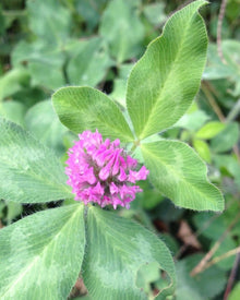Mauve Purple Clover Seeds (Trifolium pratense) for seasonal color across the Pollinator Gardens