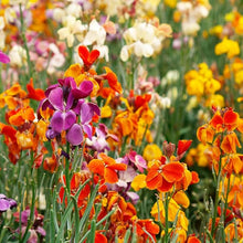 English Seeds for a colorful addition to any planting