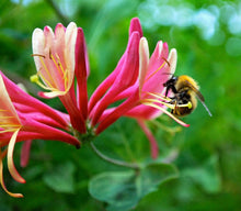 Orange Bush Honeysuckle Seeds for growers seeking a long-blooming display