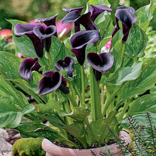 Red Edge Black Calla Lily Seeds for growers filling out the Garden & Flower Bed