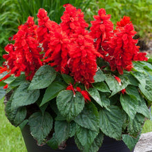 Salvia Splendens Sizzler Salmon flower Seeds for growers seeking a long-blooming display