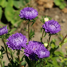 Silky Aster Seeds for a fragrant addition to the herb patch
