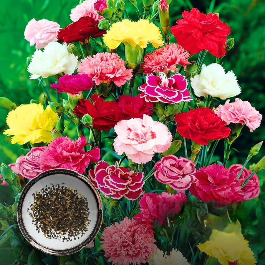 Carnation flowers grown from seeds with ruffled, fragrant petals in a variety of colors