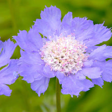 Light Blue Scabiosa Seeds for gardeners building out beds and borders