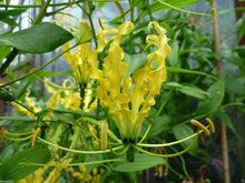 Gloriosa Lily Seeds (Gloriosa superba) for seasonal color across the Flower Garden