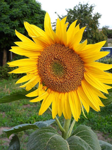 Mammoth Sunflower Seeds (Helianthus annuus) for growers filling out the flower beds and gardens
