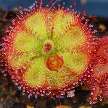 Sundew Plant for planting