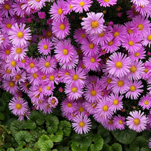 Chrysanthemum Aster Daisy Lavender Seeds for a flavorful crop in the Flower Garden