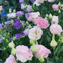 Lisianthus Eustoma Grandiflorum Mixed Seeds for a bright addition to the Home Garden Cut Flower Displays