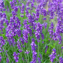 Munstead Lavender seeds for home garden and bonsai