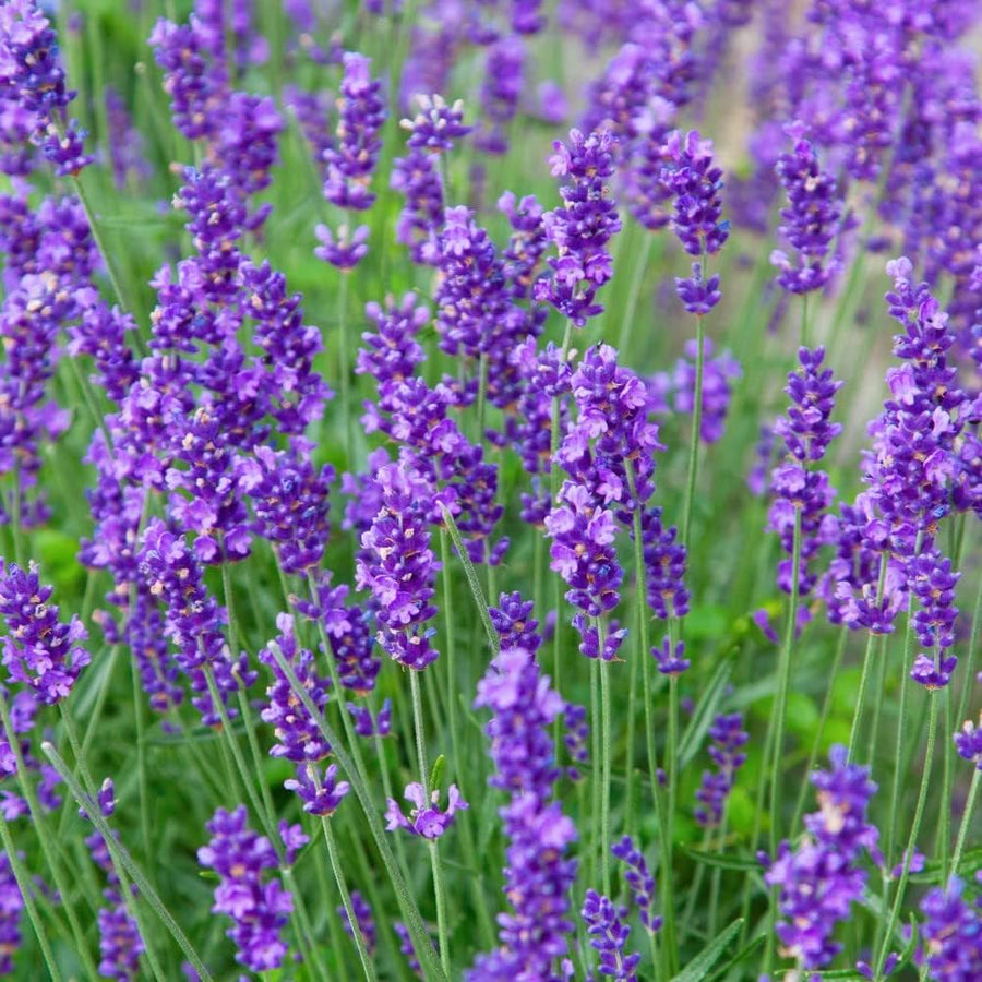 Munstead Lavender seeds for home garden and bonsai
