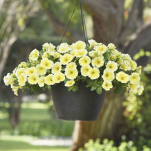 Petunia flower Petunia hybrida Shock Wave Coconut pelleted seeds for planting in indoor pots or window boxes