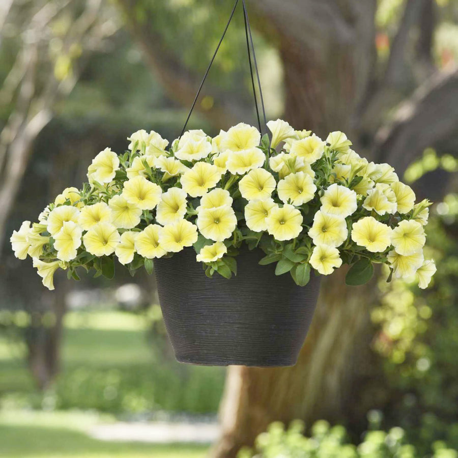 Petunia flower Petunia hybrida Shock Wave Coconut pelleted seeds for planting in indoor pots or window boxes