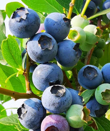Blueberry Seeds for sweet homegrown fruit in the Garden