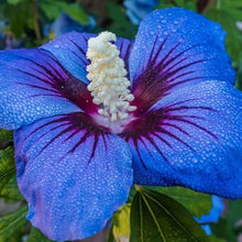 Blue Hibiscus Seeds (Hibiscus spp.) for colorful blooms in the Flower Bed & Tropical Garden