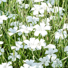 Heirloom Non-GMO White Ocean Pearl Agrostemma Seeds for a lasting display in the Beautiful Garden Flowers