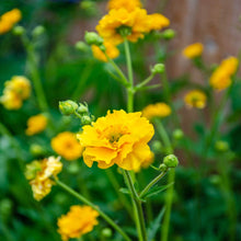 Geum Chiloense Lady Strathden Seeds for seasonal color across the Bright Yellow Border Planting