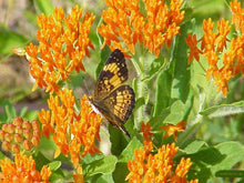 Asclepias Asperula Antelope Horns Seeds (Asclepias asperula) for seasonal color across the wildflower gardens and butterfly gardens