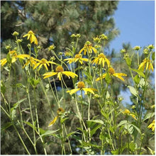 Golden Glow Seeds (Rudbeckia laciniata) for a bright addition to the native wildflower garden