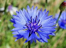 Cornflower ��������� Centaurea cyanus ��������� for planting in mixed flower garden