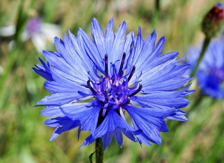 Cornflower ��������� Centaurea cyanus ��������� for planting in mixed flower garden