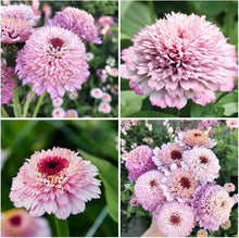 Zinnia Zinnia Elegans Zinderella Lilac Seeds known for home Cut Flower Arrangements