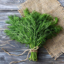 GroCo fragrant edible dill flower seeds