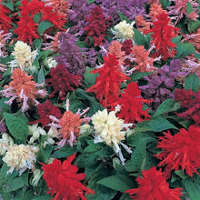Salvia Splendens Sizzler Mix Seeds for colorful blooms in the Urban Garden Flower Bed