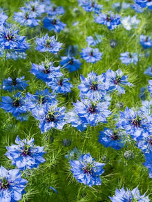 Delft Nigella Seeds grown for unique Blue Flowers