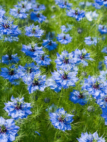 Liebe in einem Nebel Marbles Seeds for a lasting display in the Ornamental Garden