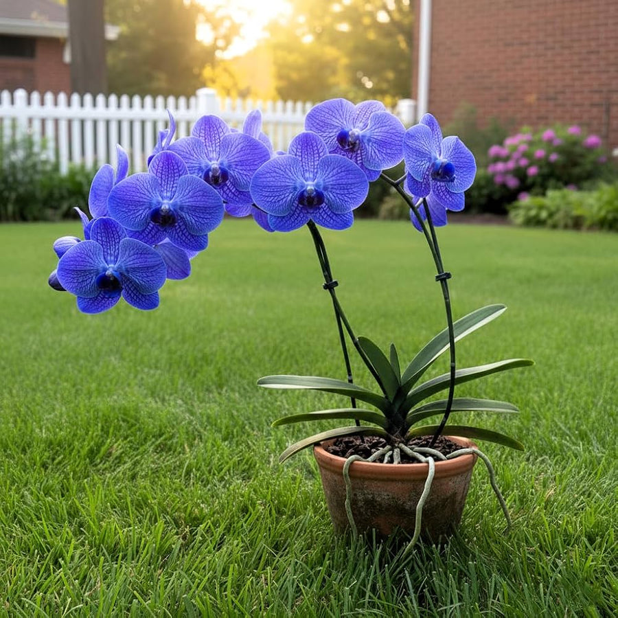 Cymbidium Faberi Nero Unico Orchid Flower Plant Seeds for gardeners building out beds and borders