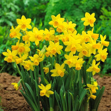 Univalve Daffodil Seeds grown for stunning Yellow Blooms