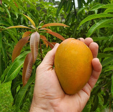 Mango Seeds (Mangifera indica) for sweet homegrown fruit in the Tropical Garden