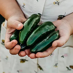 Giant Potato Solanum Tuberosum Vegetable Seeds for Planting in Backyard Gardening and Container Beds - for planting in home garden
