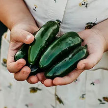 Jalapeno (pepper Capsicum annuum organic) for planting in garden