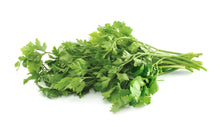 Coriander Cilantro Seeds (Coriandrum sativum) for cooks growing the Herb Kitchen Garden
