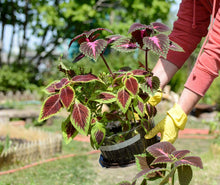 Coleus Semi Jazz Pink Plant Seeds for colorful blooms in the flower bed