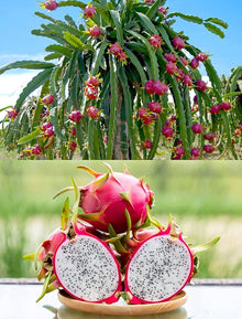 Bonsai Dragon Fruit Pitaya Seeds