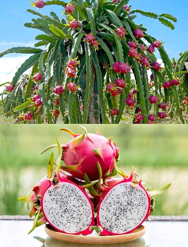 Bonsai Dragon Fruit Pitaya Seeds