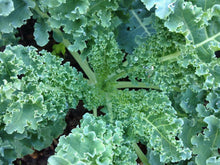 Kale Semi Blue Dwarf Curd Scotch Non-GMO Varieties Seeds for home growers seeking a reliable harvest
