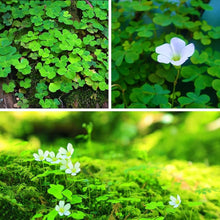 Irish Moss Plants known for ground Cover