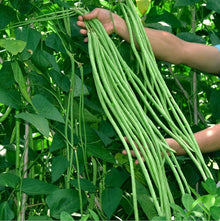 Bean Seeds for a productive addition to the vegetable patch