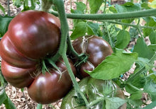 Cherokee purple heirloom tomato seed for planting