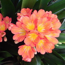 Clivia Seeds for growers seeking a long-blooming display