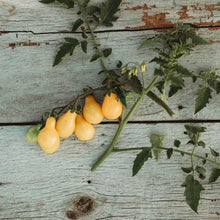 Tomato Heirloom Yellow Pear Seeds valued by growers for sweet, Pear-Shaped Tomatoes