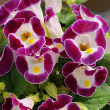 Wishbone Mixed Seeds for seasonal color across the Flower Garden