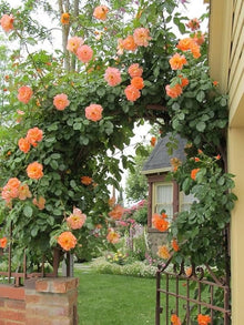Climbing Rose Seeds (Rosa multiflora) for vertical growth across the trellis garden and vertical landscape planting