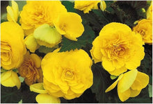 Begonia Seeds (Begonia tuberhybrida) for gardeners building out beds and borders